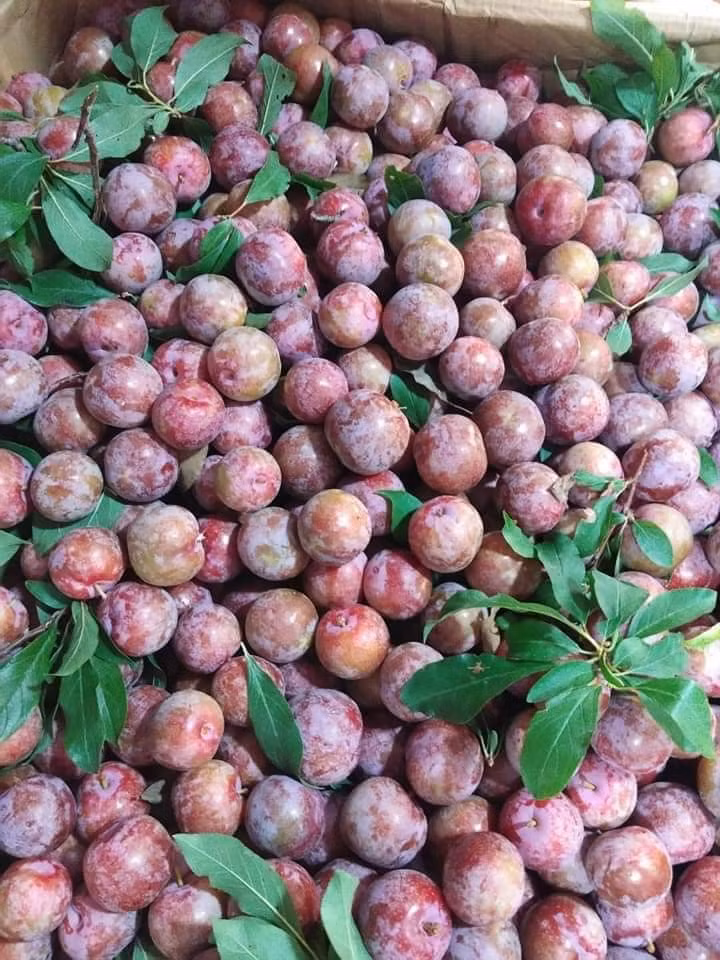 Theo các đầu mối bỏ sỉ mận hậu ở Mộc Châu, chỉ gần 1 tháng nữa vào vụ thu hoạch rộ, giá mận sẽ mềm hơn. Ảnh: Facebook.