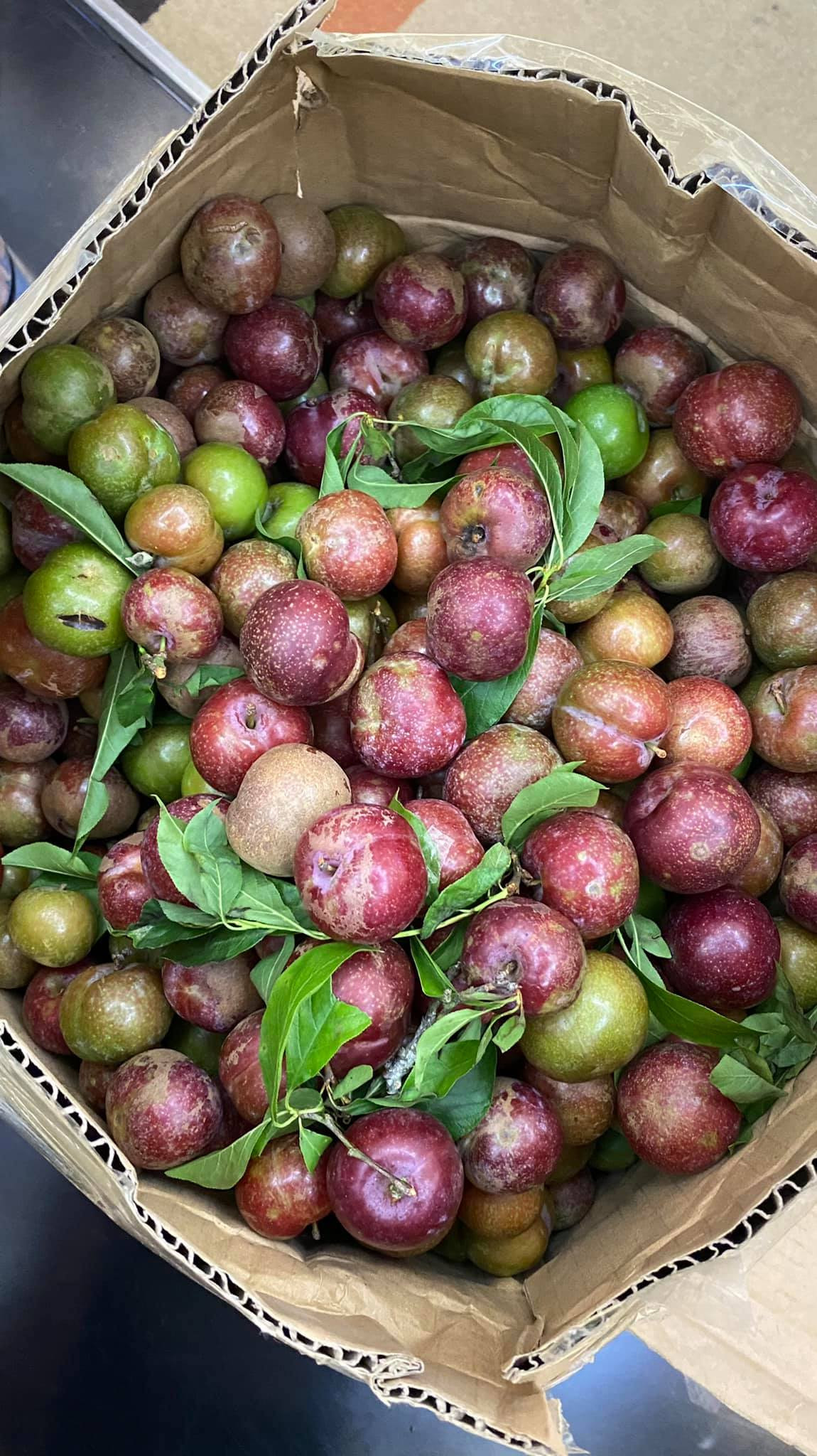 Theo chị Yến, mận hậu đầu mùa những quả còn xanh thì ăn rôn rốt, chấm muối ớt rất ngon. Những quả chín đỏ thì ngọt. Ảnh: Facebook.