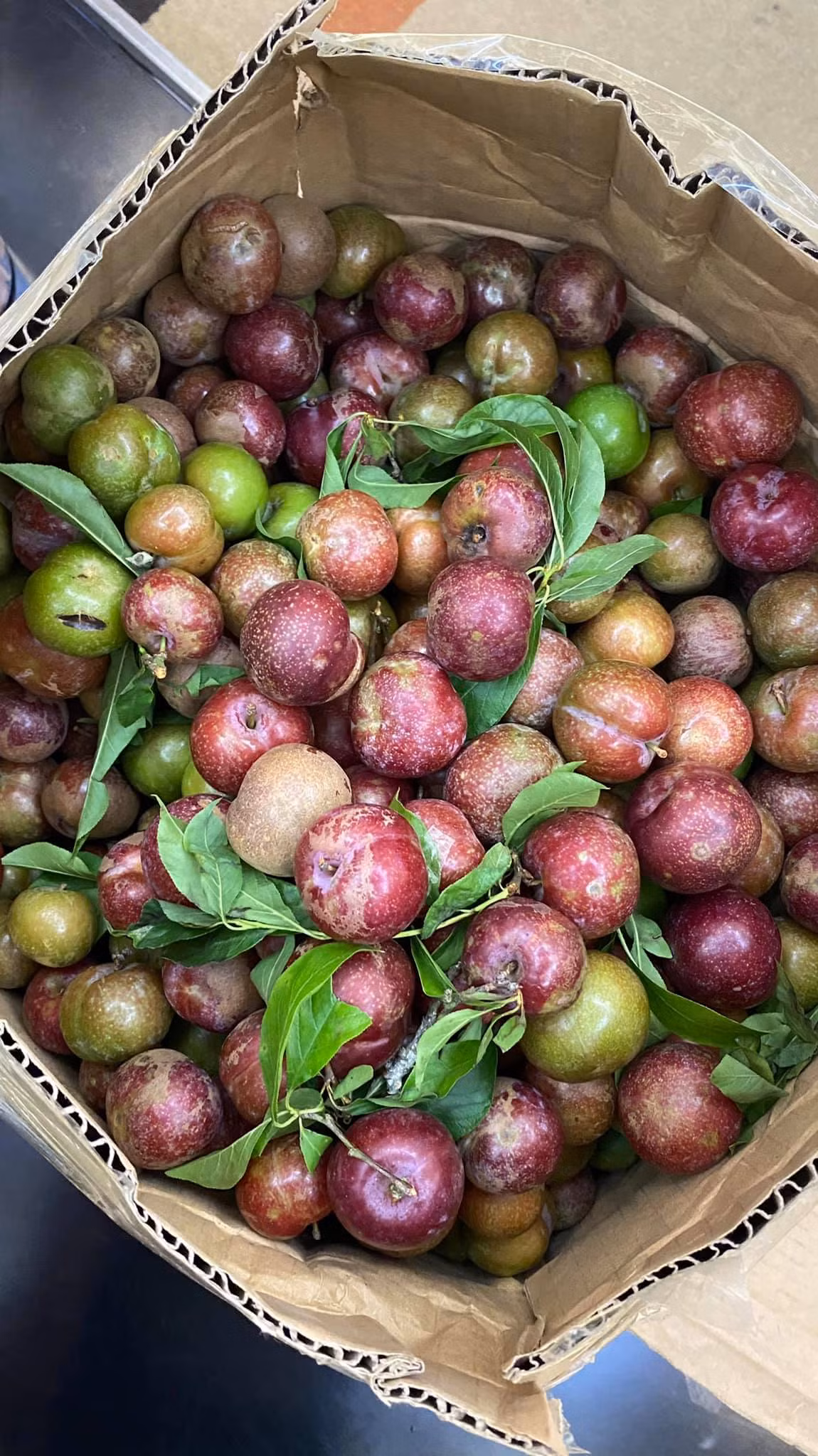 Theo chị Yến, mận hậu đầu mùa những quả còn xanh thì ăn rôn rốt, chấm muối ớt rất ngon. Những quả chín đỏ thì ngọt. Ảnh: Facebook.