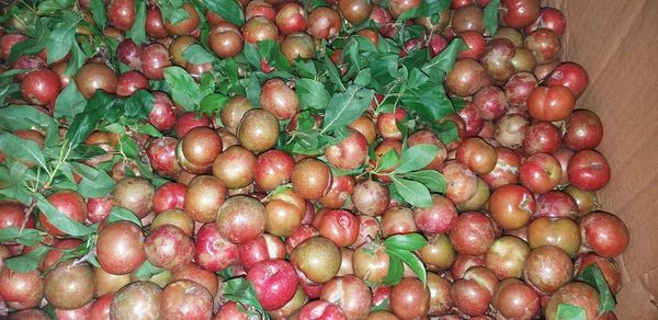 Tuy nhiên, mận đầu mùa số lượng ít nên khó gom hàng. Cô Sang (Long Biên, Hà Nội) cứ khoảng 3-4 ngày mới lấy được 40 - 50kg. Ảnh: Facebook.