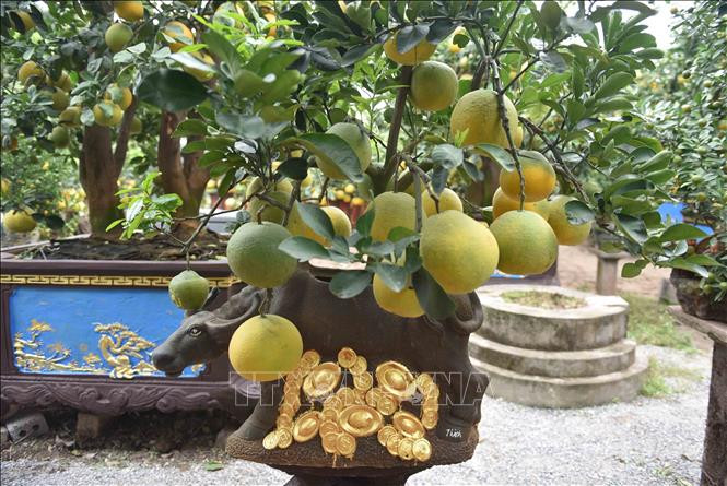 Mỗi cây "trâu cõng bưởi" có giá dao động từ 7-10 triệu đồng. Ảnh: TTXVN.
