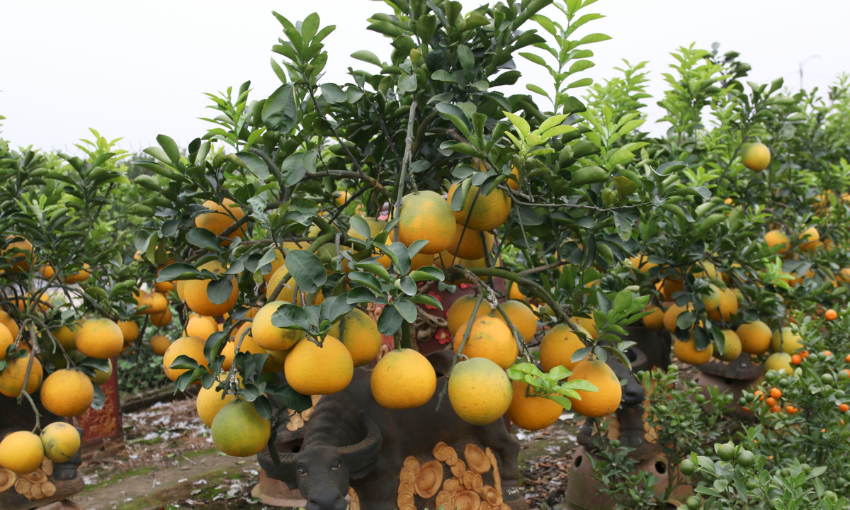 Những chậu trâu cõng bưởi cũng là sản phẩm hút khách trước Tết Tân Sửu 2021. Ảnh: Thuong trường.