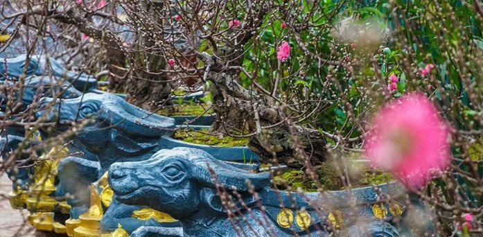 Trong số những cây cảnh đó, thú vị nhất có thể kể đến là những chiếc chậu cõng bích đào độc đáo hình con trâu ôm tiền vàng. Ảnh: Lao động.