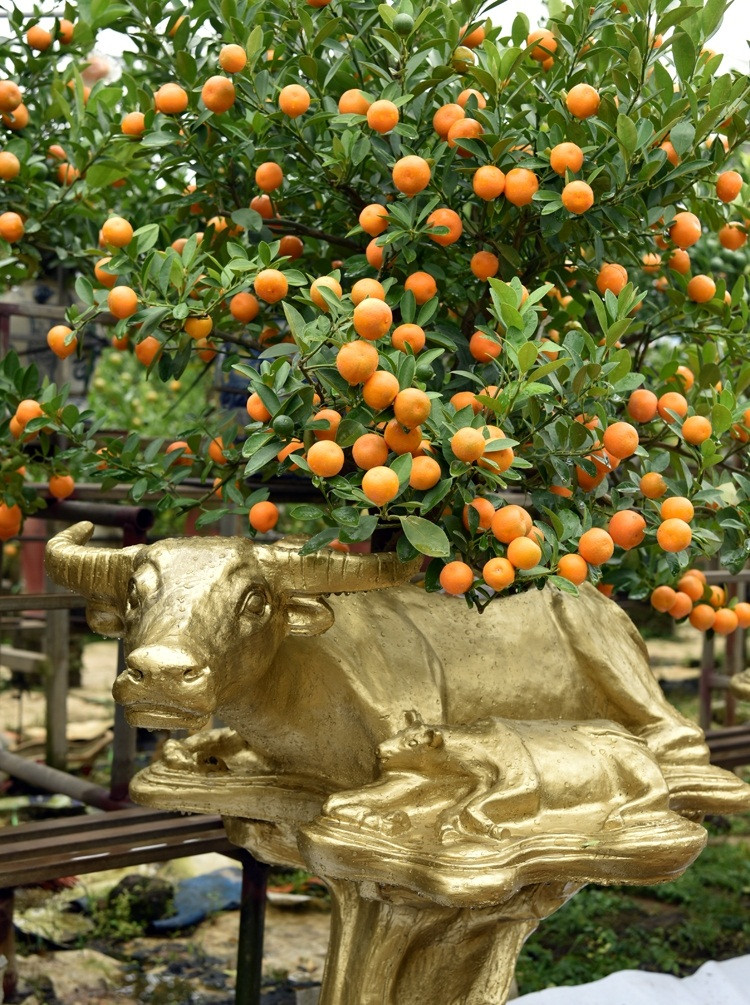 Theo nhà vườn, trồng quất bonsai đã khó, đặc biệt là những cây quất bonsai trên lưng trâu còn khó hơn rất nhiều bởi nó đòi hỏi chăm sóc tủ mỉ hơn. Ảnh: Báo Công thương.