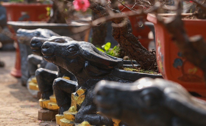 Mỗi chậu trâu ôm tiền vàng "cõng" bích đào có giá trung bình từ 2 - 2,5 triệu đồng. Ảnh: Zing.