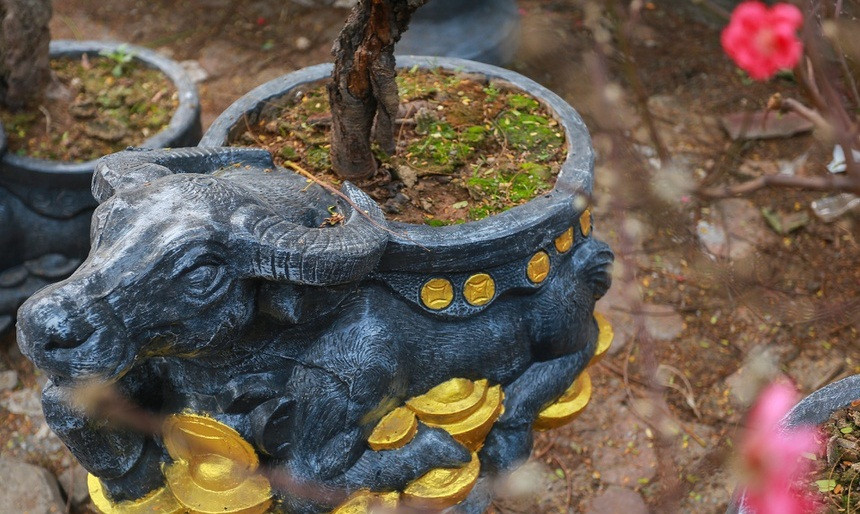 Chậu đế hình trâu được đúc bằng xi măng, quét sơn phủ lên trên. Công việc chuẩn bị đúc và chuyển gốc vào chậu được tiến hành trước Tết khoảng hơn 4 tháng để ổn định rễ. Ảnh: Zing.