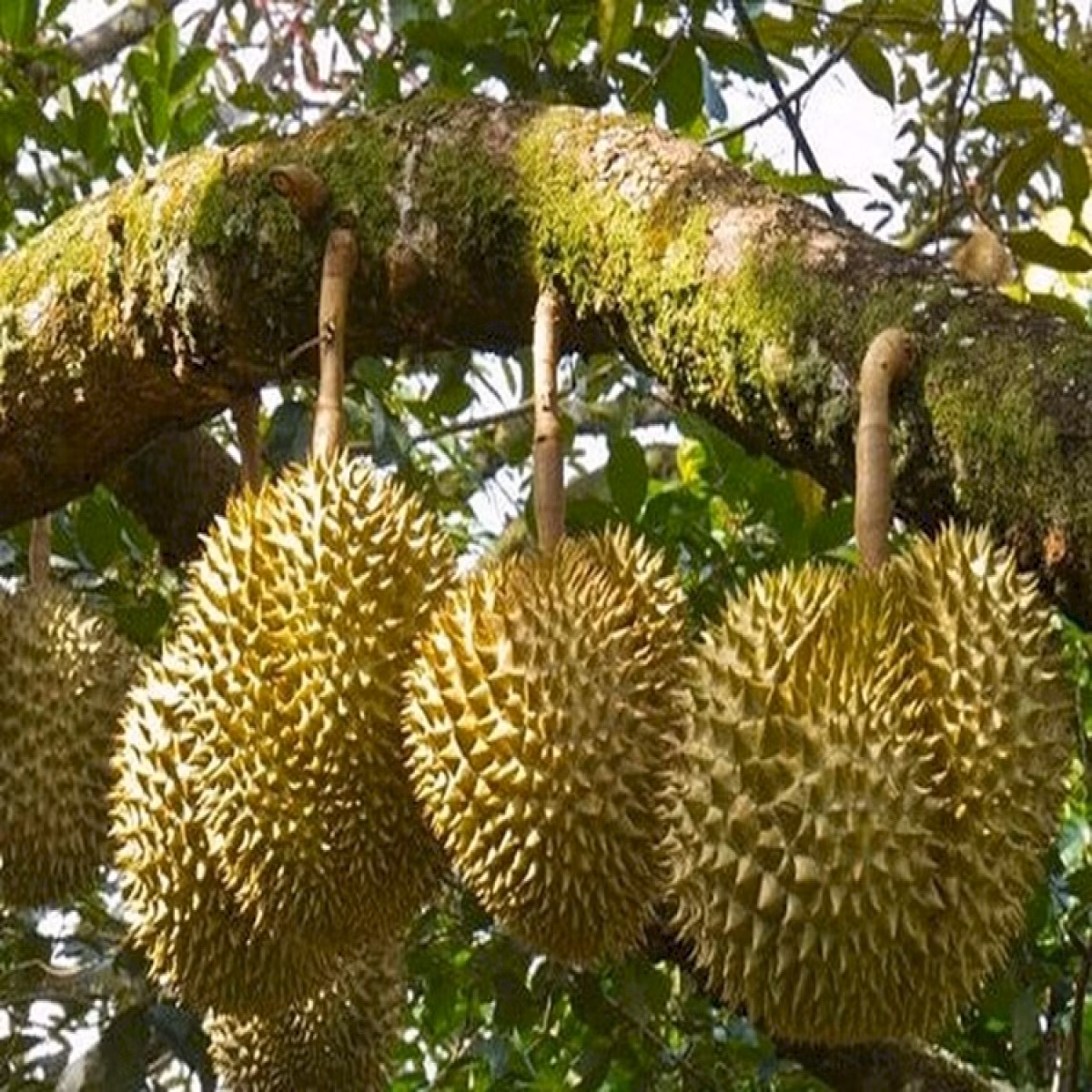 Theo tiến sĩ Martin Steinhaus thuộc Trung tâm nghiên cứu hóa học thực phẩm tại Đức, có tới 19 hợp chất tạo mùi được xác định trong mùi hương của sầu riêng, nhưng chính xác hơn cả thì đó là mùi của đôi tất sau khi đi tập gym. Ảnh: Channelnewsasia