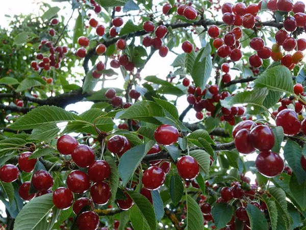 Tháng 6 đến tháng 7 là mùa thu hoạch cherry. Cherry thường chín rộn trong 1-2 tuần nên nhiều gia đình không kịp thu hoạch mà để rụng.