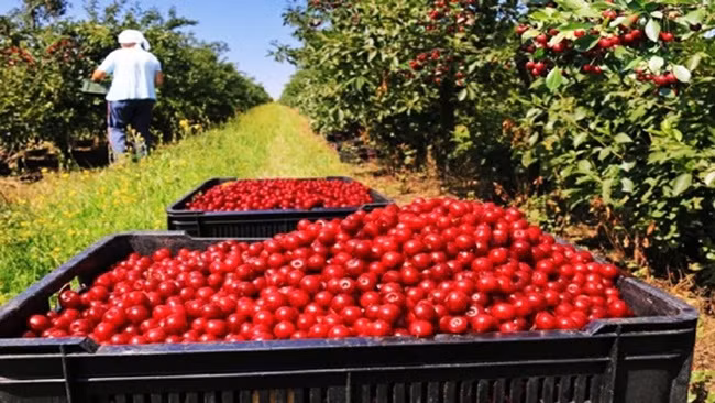 Trong khi cherry là loại trái cây "sang chảnh" ở Việt Nam thì tại nhiều nước châu Âu, cherry vào mùa có giá chỉ khoảng 4-5 Euro/kg, tương đương 110.000 - 135.000 đồng/kg.