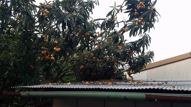 Thậm chí, giá bán của biwa được xếp vào dạng “bình dân” và thuộc dòng trái cây có giá rẻ. Nguồn ảnh: Getty Image