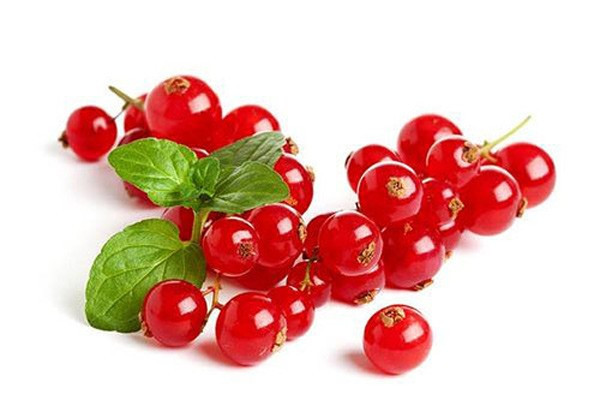 Tuy nhiên, ít ai biết cách đây nhiều năm, nho chuỗi ngọc chỉ mọc hoang dại tại các quốc gia châu Âu như Anh, Pháp, Hà Lan...