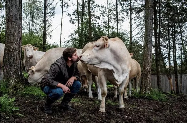Thịt bò Blonde Aquitaine khai thác từ những con bò nuôi trong không gian thoải mái, chúng được đi lại tự do ngoài trời và trò chuyện với chủ.