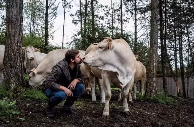 Thịt bò Blonde Aquitaine khai thác từ những con bò nuôi trong không gian thoải mái, chúng được đi lại tự do ngoài trời và trò chuyện với chủ.