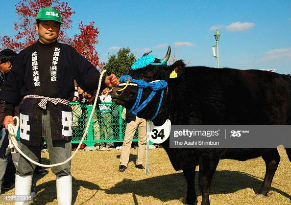 Cuối tháng 11 hàng năm, ở Matsusaka lại diễn ra cuộc đấu giá thịt bò. Vào năm 2002, con bò đoạt giải nhất đã được mua lại với giá cao nhất lịch sử là 50 triệu yên, tương đương gần 10 tỷ đồng. Nguồn ảnh: Getty Image