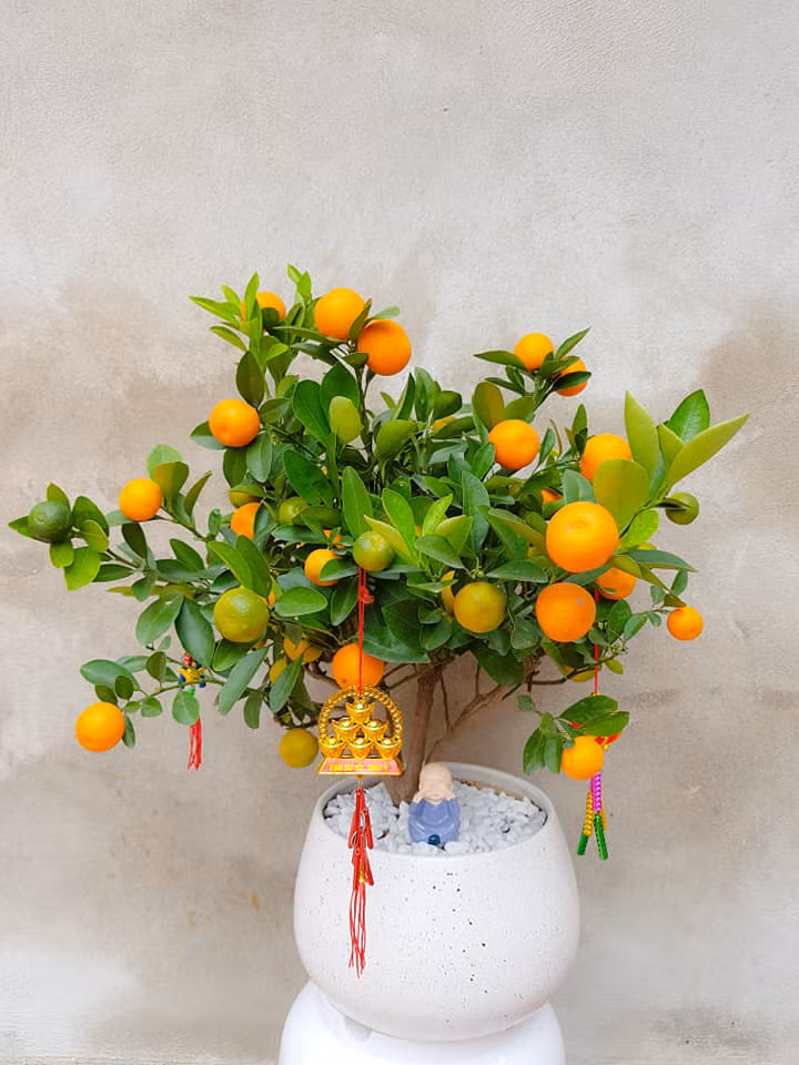 Quất bonsai để bàn giá chỉ từ 40.000 - 150.000 đồng được nhiều người tìm mua. Kích thước của những cây quất này nhỏ hơn rất nhiều so với quất thông thường, thường chỉ thấp hơn 40cm. Ảnh: Facebook