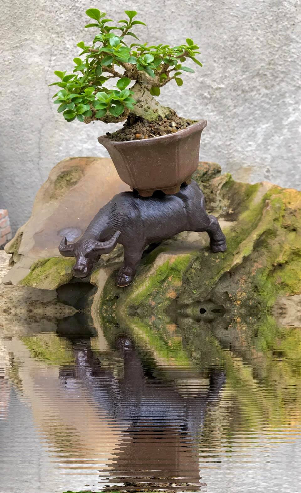 Linh vật trâu được đưa lên các tác phẩm bonsai dịp Tết Tân Sửu 2021. Ảnh: Facebook.