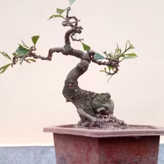 Lộc vừng mini có kích thước 25cm được rao bán với giá 400.000 đồng. Ảnh: Shopee.