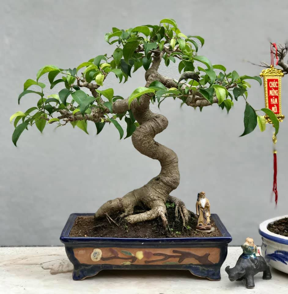 Bonsai sanh mini cao 27cm được nghệ nhân cắt tỉa, tạo dáng nghệ thuật. Ảnh: Facebook.