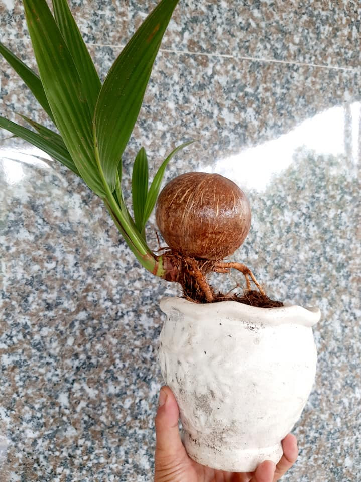 Với giá từ vài trăm nghìn đến hơn 1 triệu đồng, những chậu dừa bonsai mini được nhiều khách hàng đặt mua để chơi Tết. Ảnh: Facebook