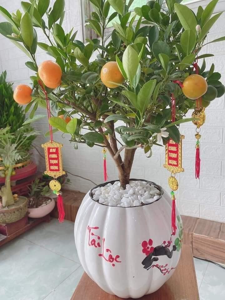Quất bonsai mini được ưa chuộng bởi sự tiện lợi, phù hợp với không gian nhà, bày góc nào cũng được. Ảnh: Facebook