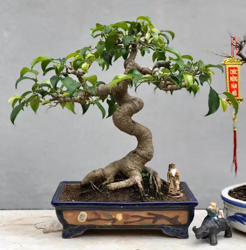 Bonsai sanh mini cao 27cm được nghệ nhân cắt tỉa, tạo dáng nghệ thuật. Ảnh: Facebook.