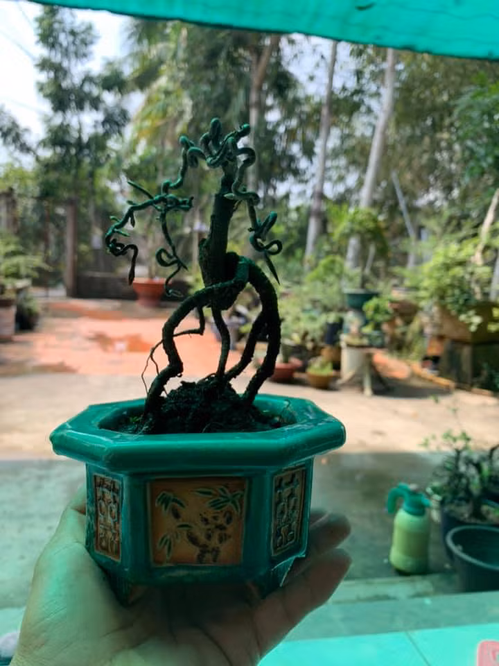 Mai xoắn siêu mini để bàn chơi Tết. Ảnh: Facebook