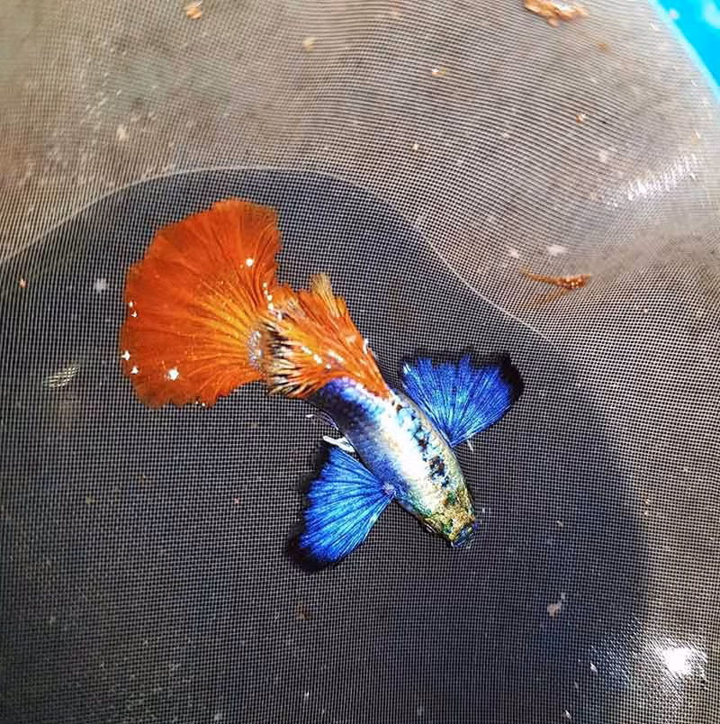 Cá bảy màu là một loại cá cảnh khá được ưa chuông tại Việt Nam bởi giá thành rẻ lại đẹp cùng khả năng sinh sản nhanh và dễ nuôi. Cá bảy màu sống trong môi trường nước sạch hoặc hơi kiềm. Khi nuôi chỉ cần cho ăn 2 lần/lần. Ảnh: Cacanhthuysinh1