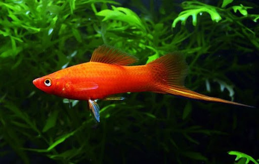 Cá đuôi kiếm dễ nuôi bởi khả năng sinh sôi, phát triển mạnh mẽ. Cá đuôi kiếm thích hợp nuôi ở những nước có tính kiềm thấp (độ pH 7,0 – 8,5). Ảnh: Internet