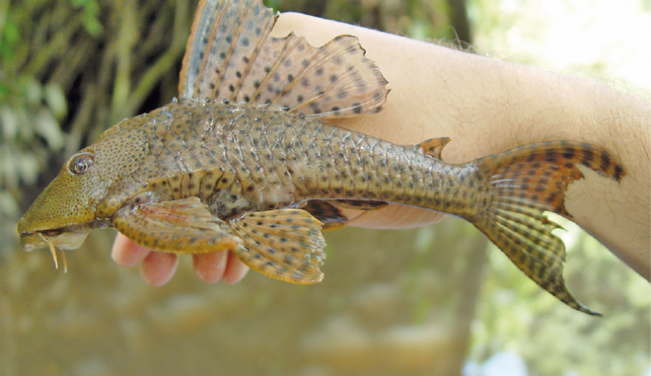 Dù có ngoại hình xấu xí nhưng cá lau kiếng được nhiều người nuôi trong bể cá cảnh vì khả năng làm sạch bể một cách tự nhiên. Ảnh: Internet