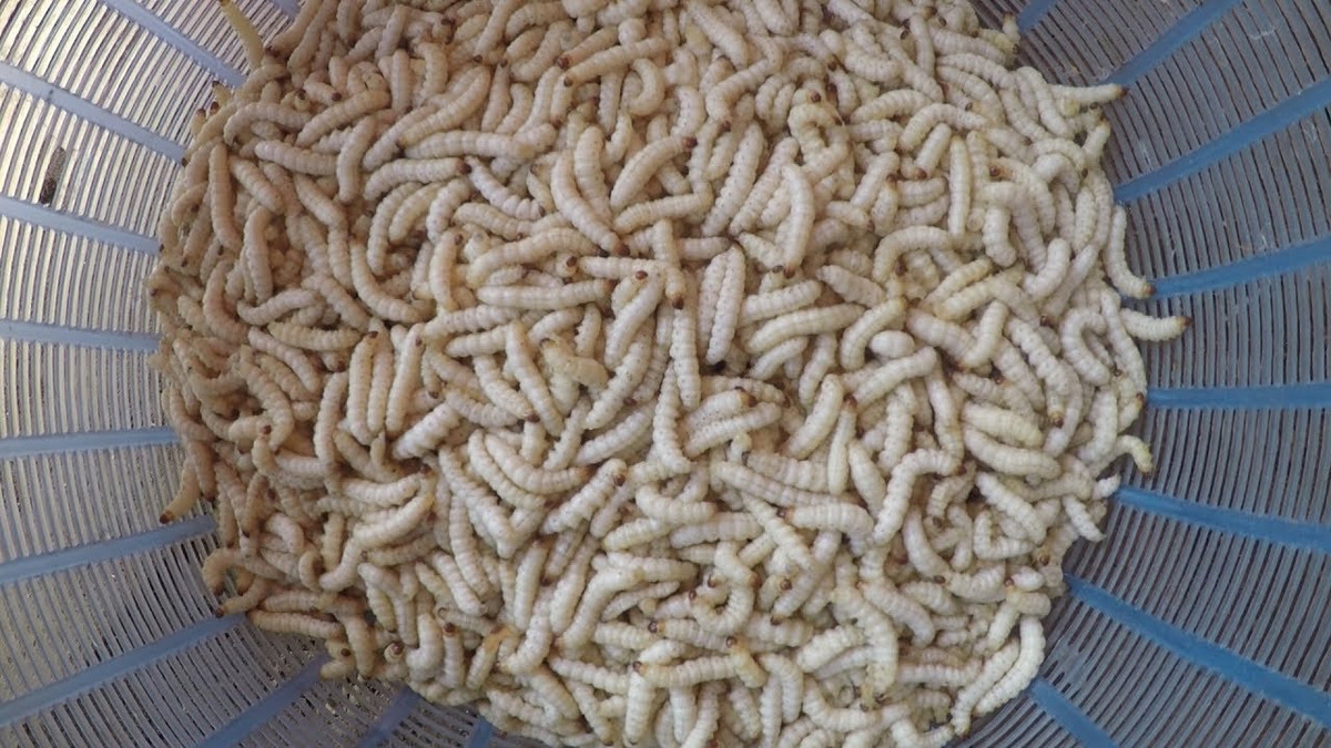 Loại sâu này chỉ có từ tháng 9 đến tháng 10 âm lịch. Vì vậy, giá bán sâu tre trên thị trường khá cao, 550.000 đồng/kg (cấp đông) và 600.000 đồng/kg (hàng tươi). Ảnh: Youtube.