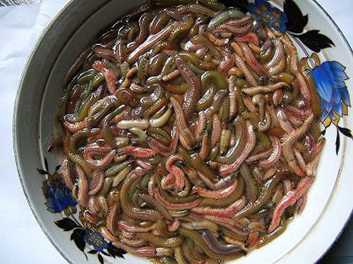 Rươi có nhiều nhiều địa phương đồng bằng vùng trung nhưng nhiều nhất là vùng Kinh Môn (Hải Dương). Ảnh: Người lao động.