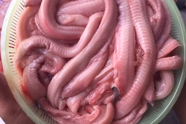 Sở hữu vẻ ngoài kỳ lạ, xấu xí, cá mút đá thậm chí còn được ví là "quái vật" biển sâu. Ảnh: Hieuhaisan.