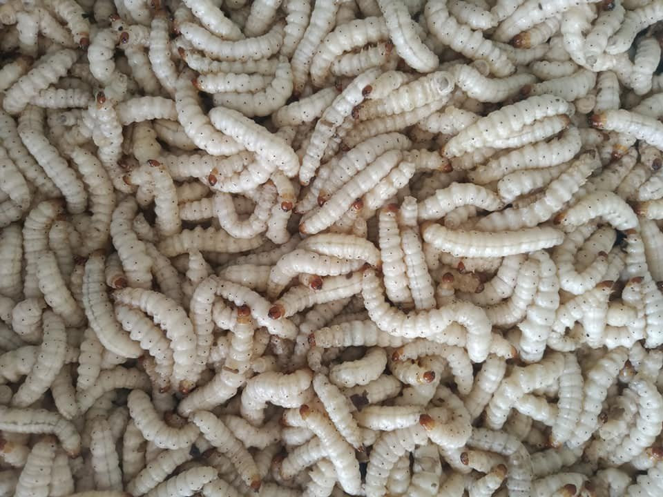 Đối với ai lần đầu gặp sẽ e dè sợ hãi nhưng với người dân Tây Bắc, sâu tre lại là món ăn vô cùng thơm ngon. Ảnh: Internet