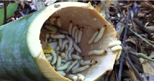 Sâu tre là đặc sản rừng ở các tỉnh Tây Bắc. Là một loại ấu trùng, sâu tre sống trong những đốt tre. Ảnh: Internet