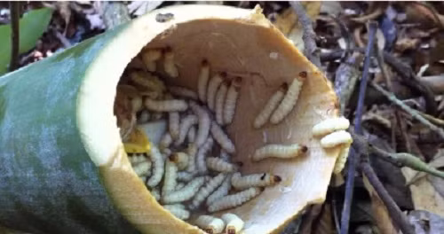 Sâu tre là đặc sản rừng ở các tỉnh Tây Bắc. Là một loại ấu trùng, sâu tre sống trong những đốt tre. Ảnh: Internet