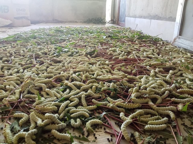 Tại một số tỉnh như Phú Thọ, Tuyên Quang...nghề nuôi tằm lá sắn trở thành nguồn thu nhập chính của nhiều hộ dân. Ảnh: Vietnamnet