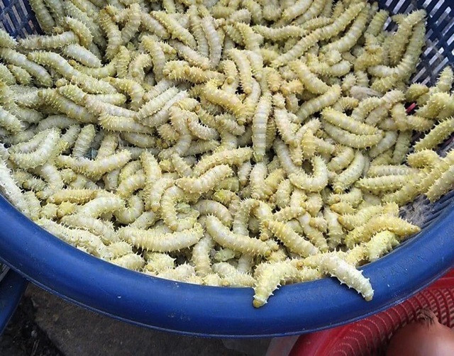Dù có vẻ bề ngoài đáng sợ với chi chít chân và gai nhưng tằm lá sắn được nhiều chị em săn lùng về tẩm bổ hay làm mồi nhậu cho chồng với giá từ 110.000 - 150.000 đồng/kg. Ảnh: Vietnamnet