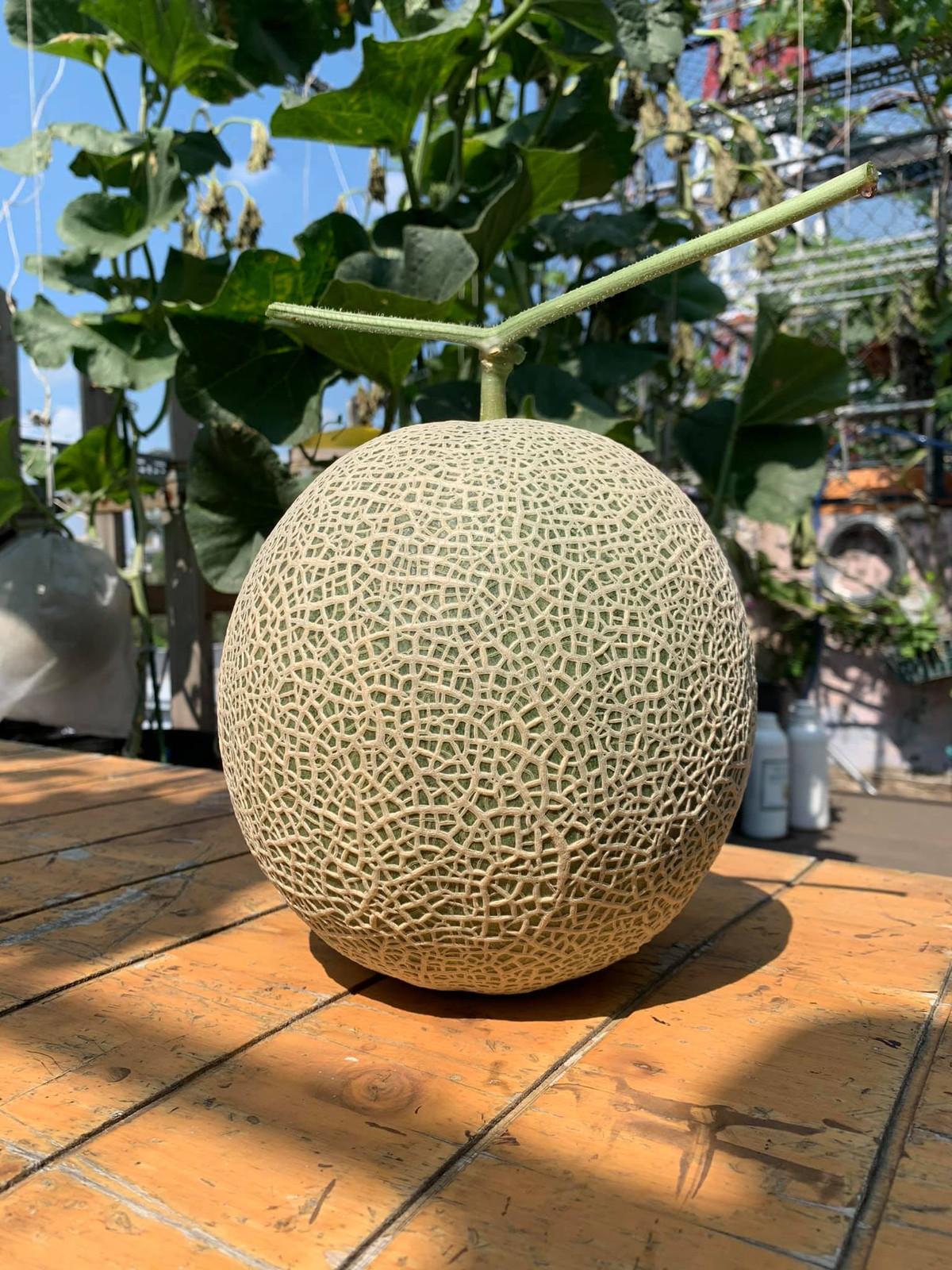 Vườn dưa lưới được vợ chồng anh Bằng khéo léo sắp xếp không gian, bố trí hợp lý với khung kệ đặt chậu cây.