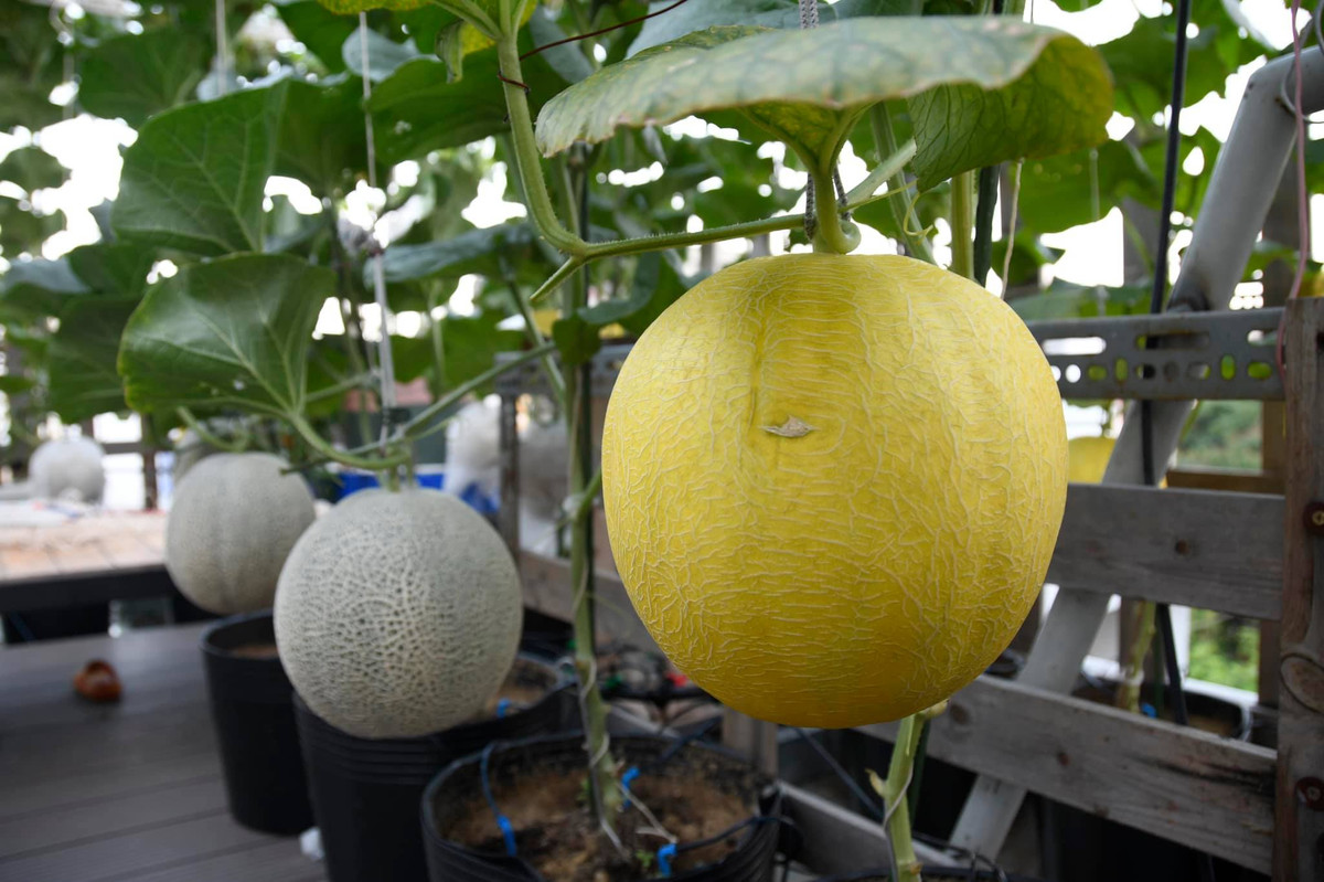 Anh Bằng tiết lộ mỗi lứa thu hoạch được hơn 2 tạ dưa. Số lượng dưa nhiều nên ngoài cung cấp cho gia đình thì vợ chồng anh bán đi để lấy vốn tái đầu tư khu vườn.