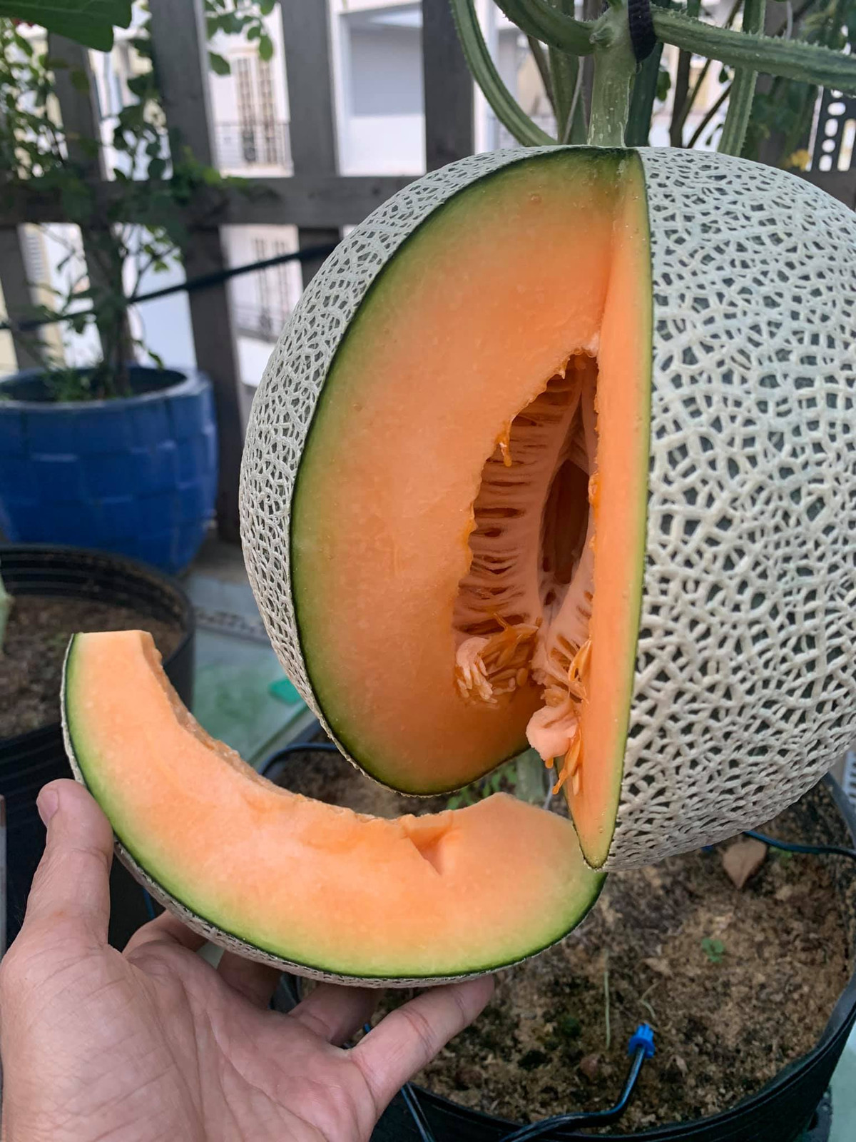 Chọn phương pháp trồng hữu cơ nên khi cây xuất hiện sâu bệnh, anh nhổ hoặc cắt bỏ thay vì phun thuốc hóa học. Anh cũng vi sinh hữu cơ tự ủ để phòng bệnh.