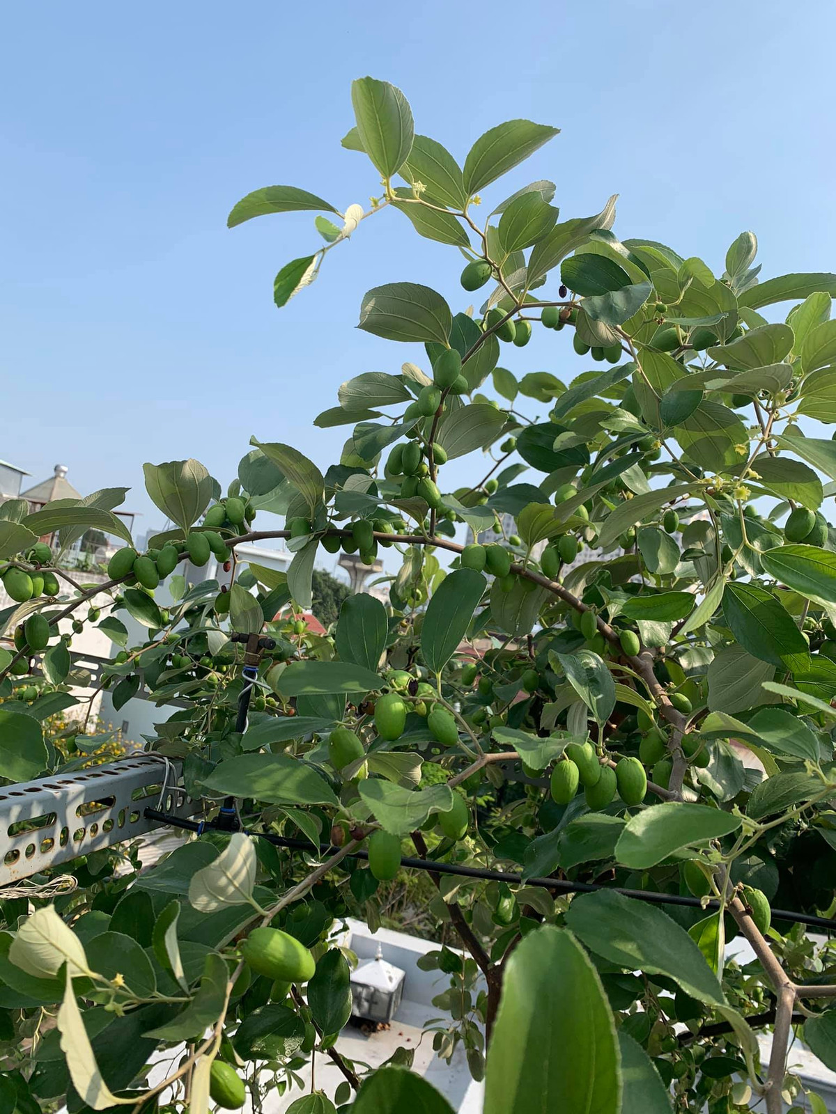 Cây táo ta cũng sai trĩu quả. Nguồn ảnh: Bằng Nguyễn