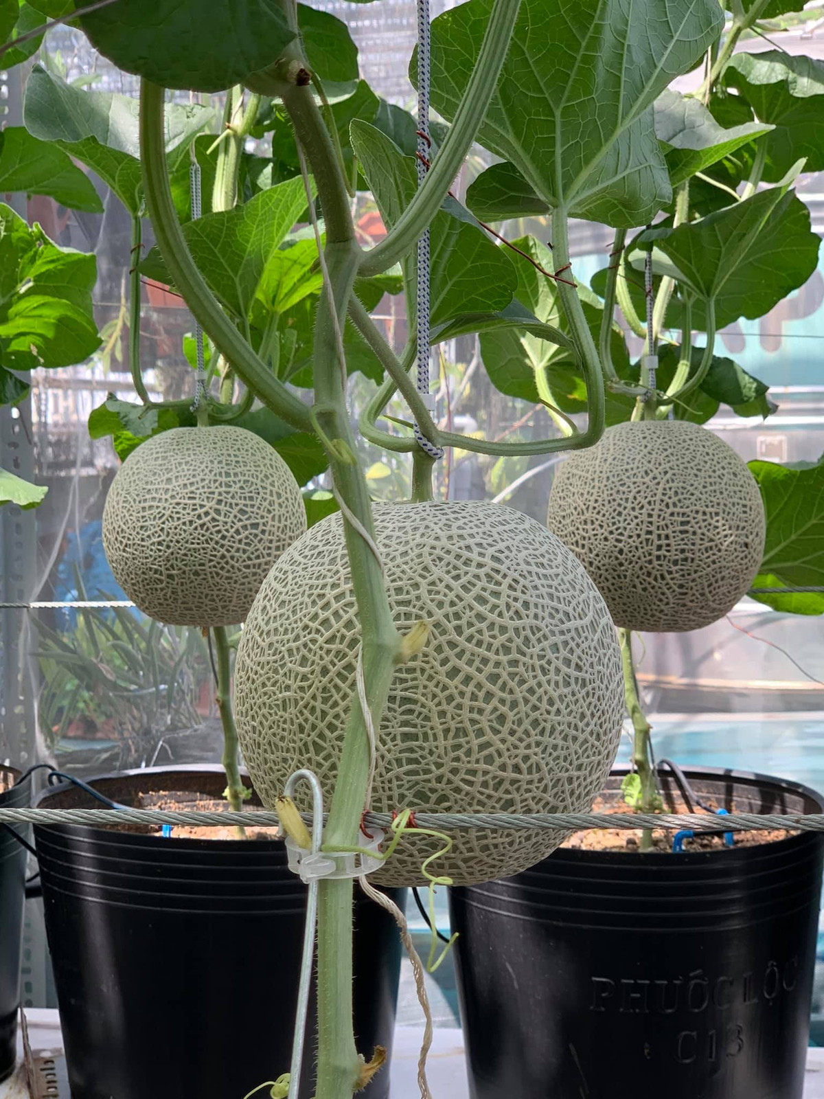 Anh Bằng bắt đầu trồng nông sản trên sân thượng từ 3 năm trước. Ban đầu, vợ chồng anh chủ yếu trồng các loại rau, sau một thời gian anh trồng thêm các loại hoa và cây ăn trái.