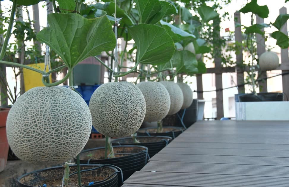 Theo anh Bằng, dưa lưới là loại cây khó trồng. Anh phải đến tận các vườn để tìm thầy và học cách trồng.