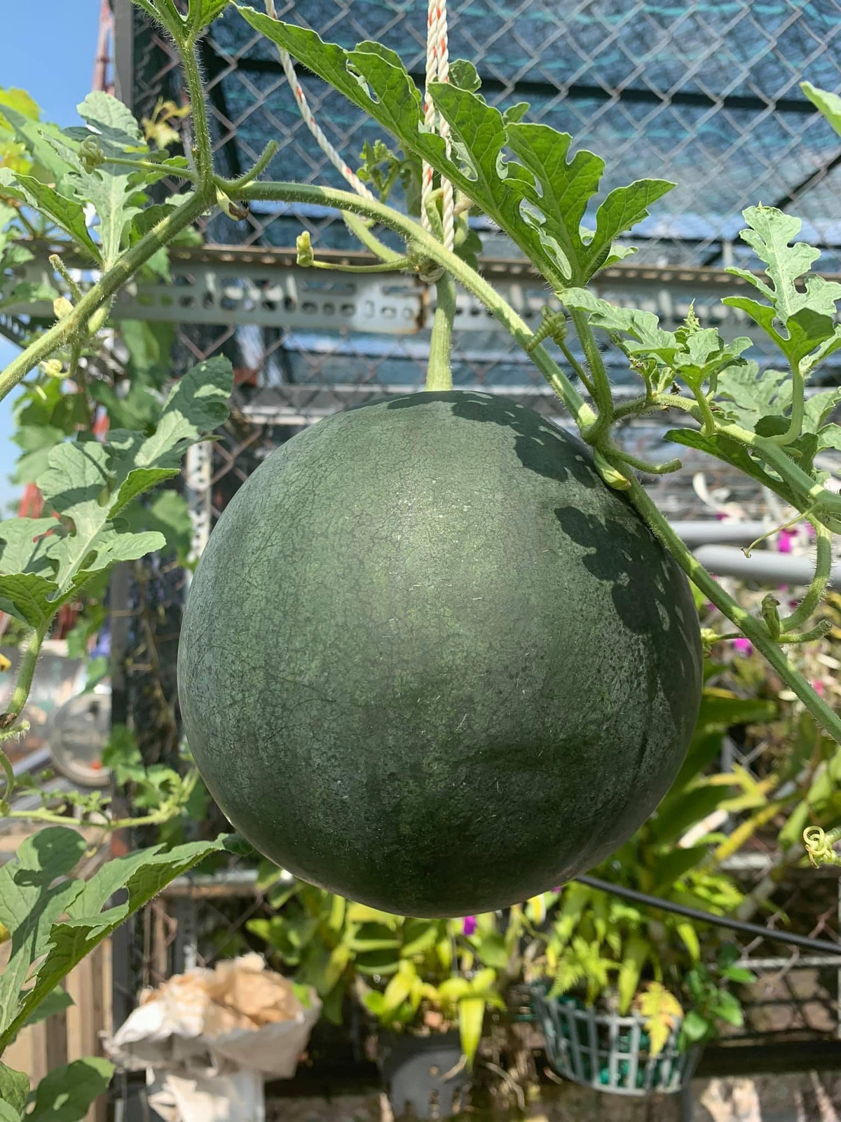 Gần đây, anh thích trồng dưa lưới, loại cây được xem là khó trồng nhưng anh đã đạt được kết quả ngoài mong đợi.