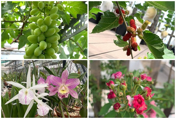 Ngoài dưa lưới, khu vườn trên sân thượng của vợ chồng anh Bằng còn trồng nhiều loại cây và hoa khác như giàn nho, dâu tằm, hoa hồng, hoa lan....