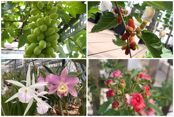 Ngoài dưa lưới, khu vườn trên sân thượng của vợ chồng anh Bằng còn trồng nhiều loại cây và hoa khác như giàn nho, dâu tằm, hoa hồng, hoa lan....