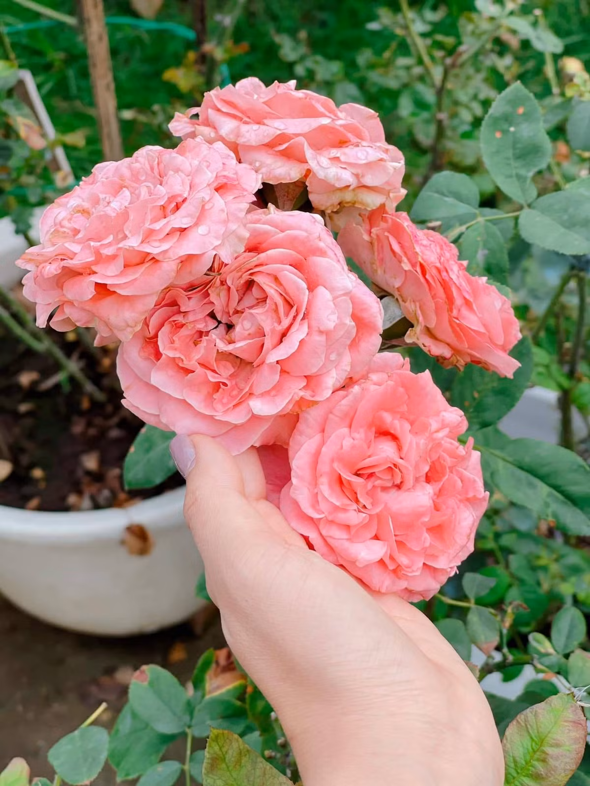 Nữ diễn viên cho biết trồng nhiều giống hồng từ Flamingo, Autumn, Mizaki, Juliet, James Galway…