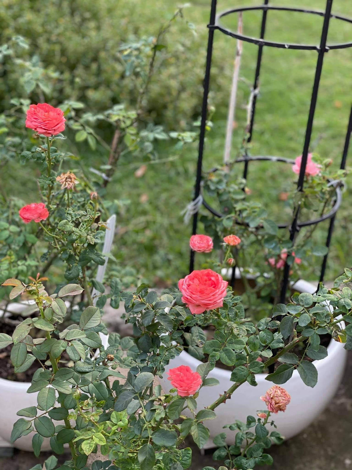 Nữ diễn viên còn đầu tư làm giàn để hồng leo theo hình mái vòm.