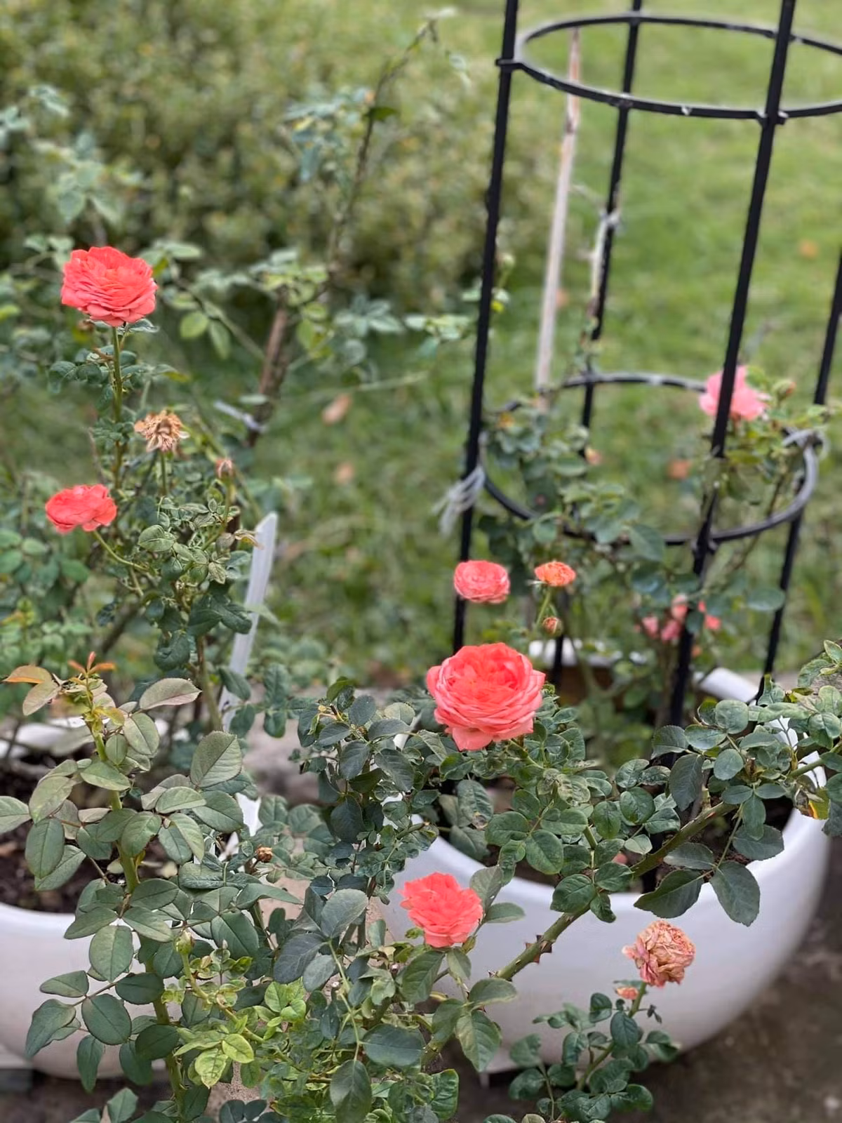 Nữ diễn viên còn đầu tư làm giàn để hồng leo theo hình mái vòm.