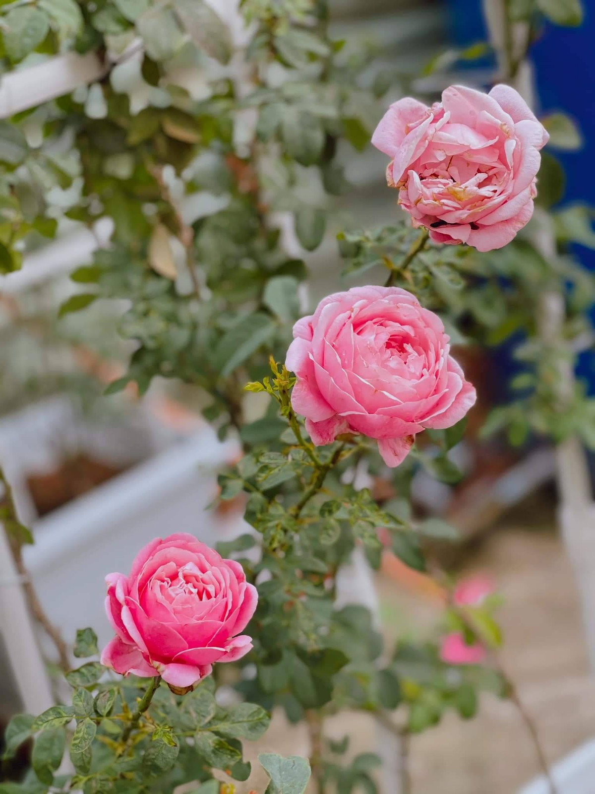 Vườn hồng trong biệt thự của Ốc Thanh Vân khiến nhiều người thích thú.